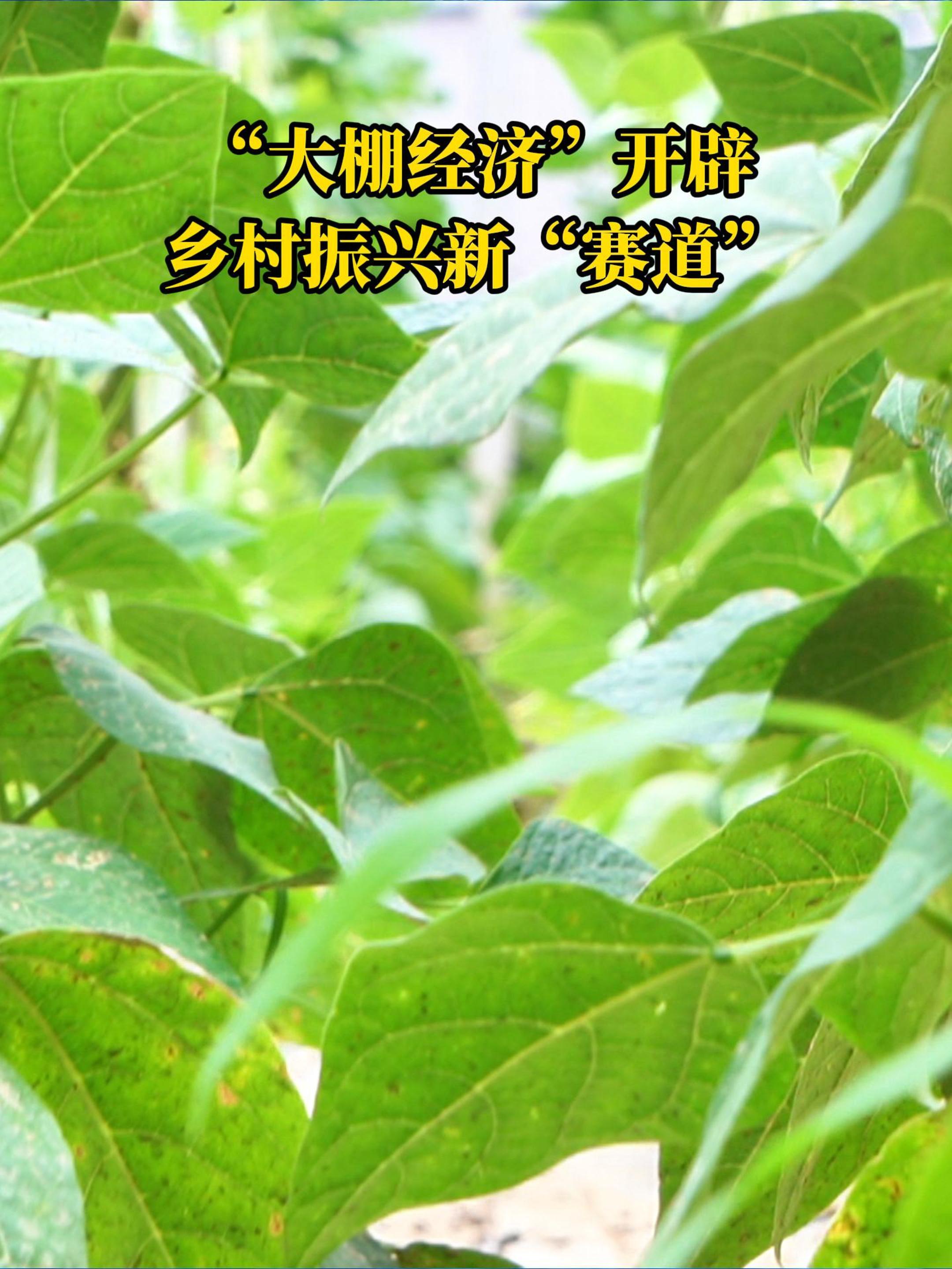 海曲微評(píng)丨“大棚經(jīng)濟(jì)”開(kāi)辟鄉(xiāng)村振興新“賽道”