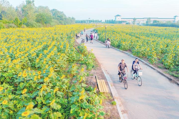 向日葵花海美不勝收