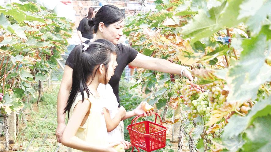 葡萄滿枝引客來